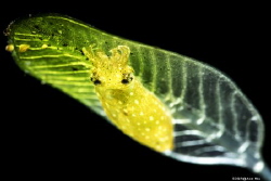 Through
Location :Lembeh Indonesias
Canon 5dsr
Canon E... by Yung Sen Wu 